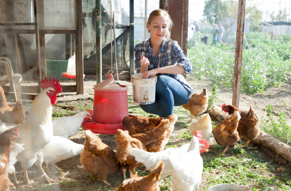 A woman gives fermented chicken feed to her chickens.