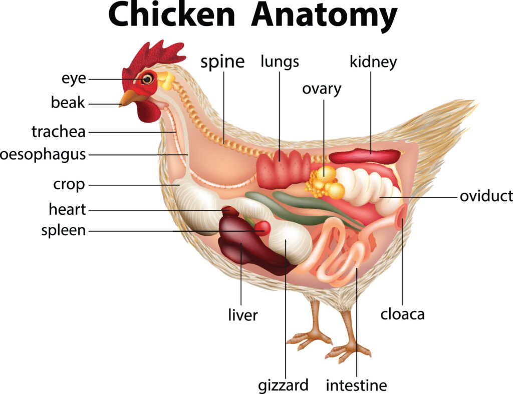An anatomy chart of a chicken.