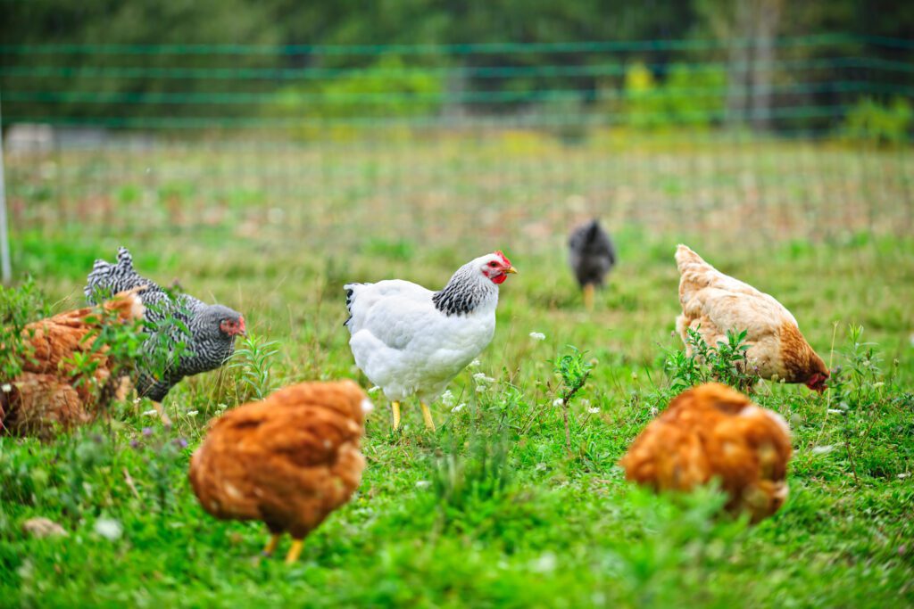 Free-range chickens on a farm.