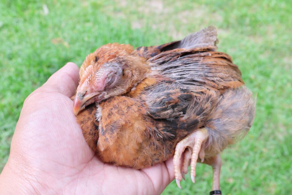 A hand holding a chicken with infectious coryza