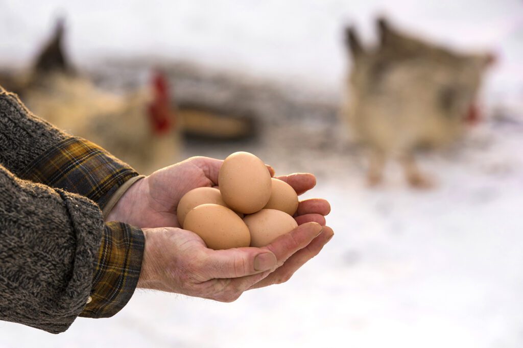 A person holding eggs with chickens walking in the snow in the background.