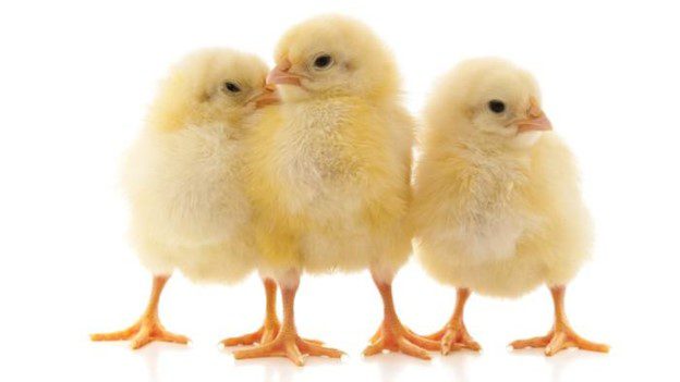 Three yellow baby chicks on a white background.
