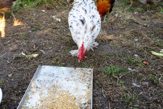 chicken feeding from a tray