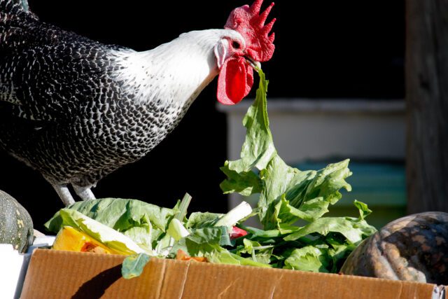 chicken eating lettuce