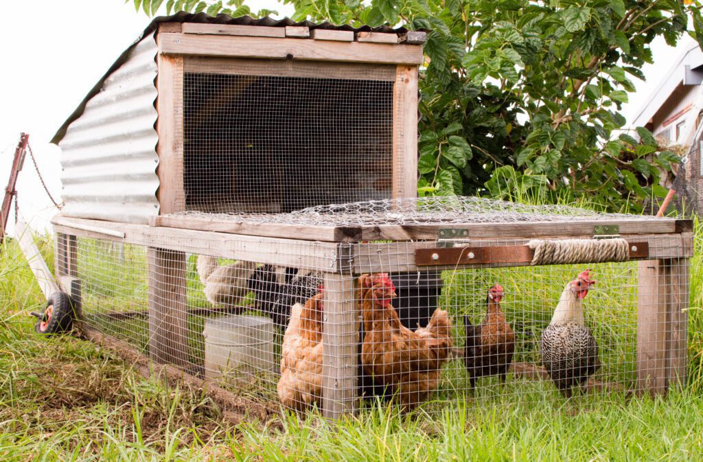 chickens in a chicken tractor