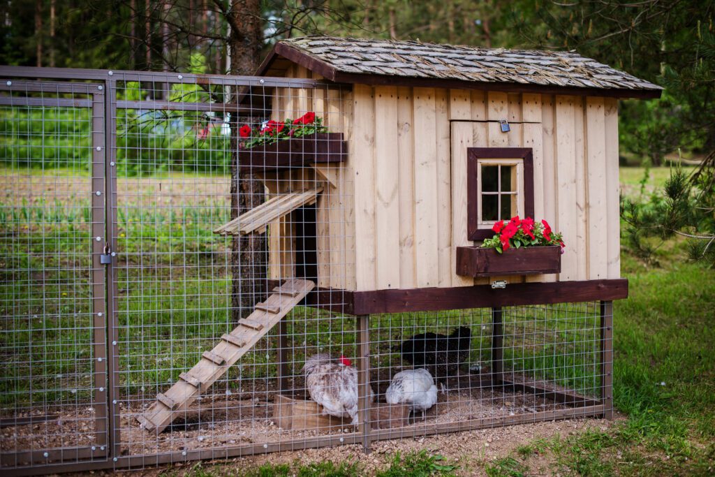 chickens grazing in a coop