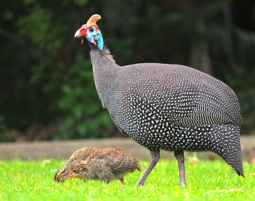 French Guinea Fowl