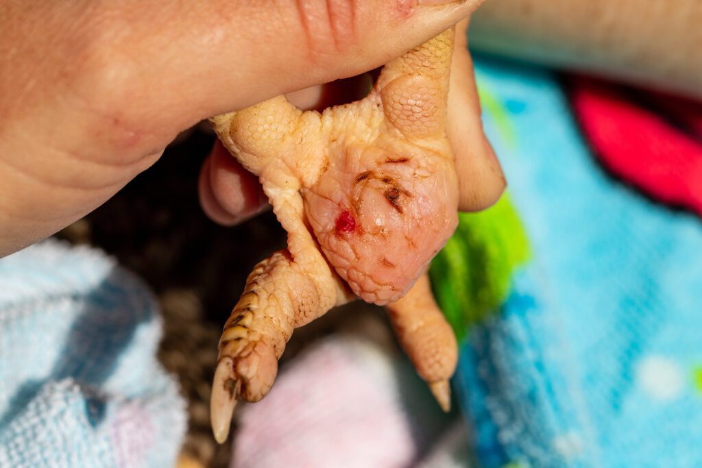 An abscess on a chicken’s foot from a bumblefoot infection