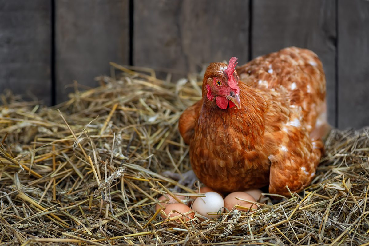 How to Keep Chickens Laying Eggs in the Winter Freedom Ranger Hatchery