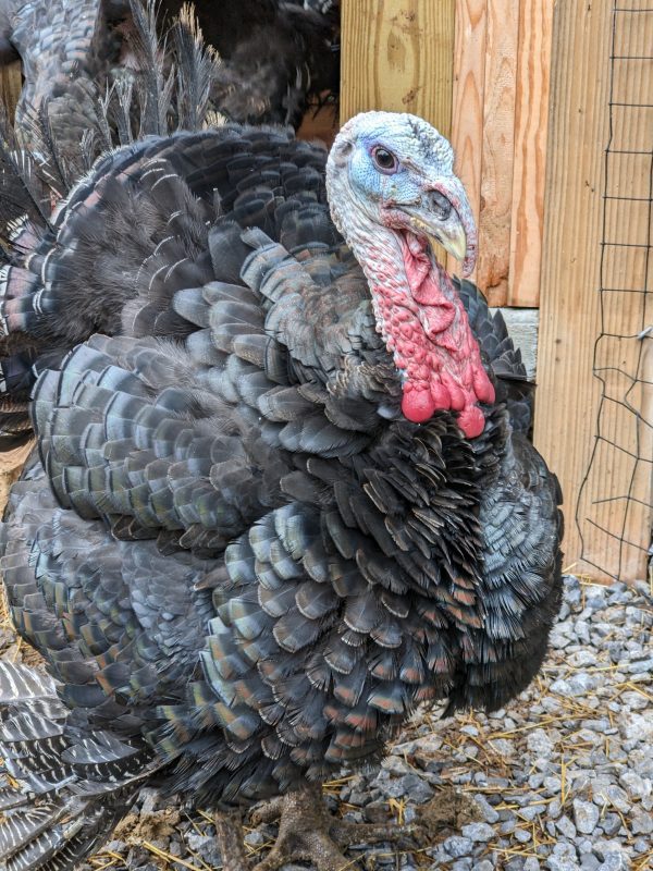 Bronze Turkey - Image 3