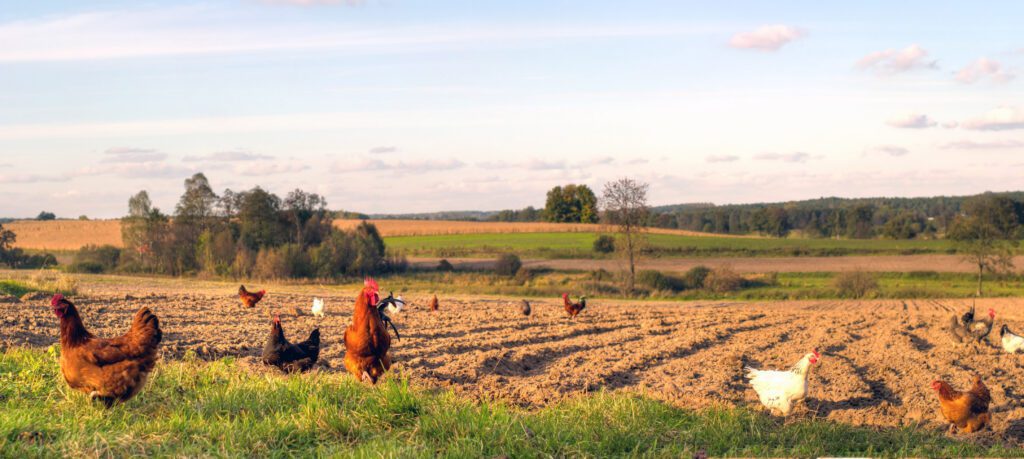 Chickens free-ranging in a field.