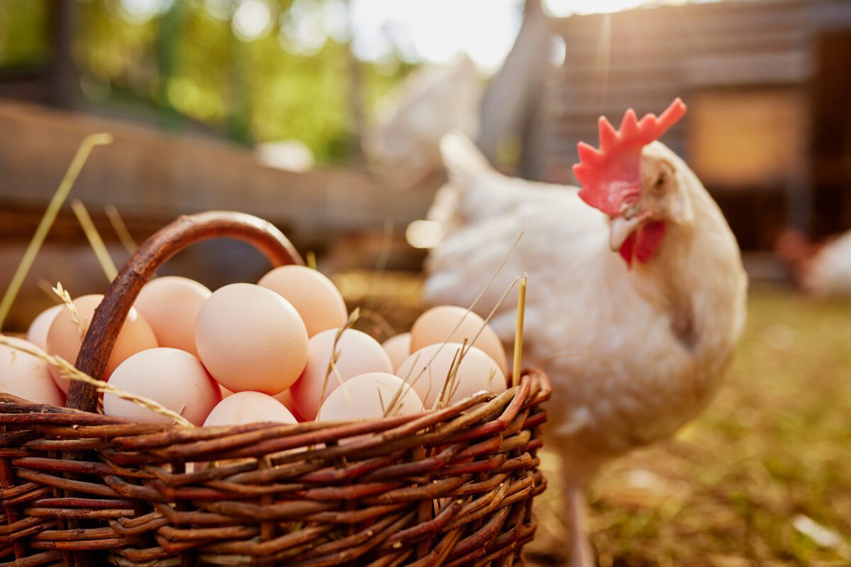 A white chicken looking at a basket of eggs.