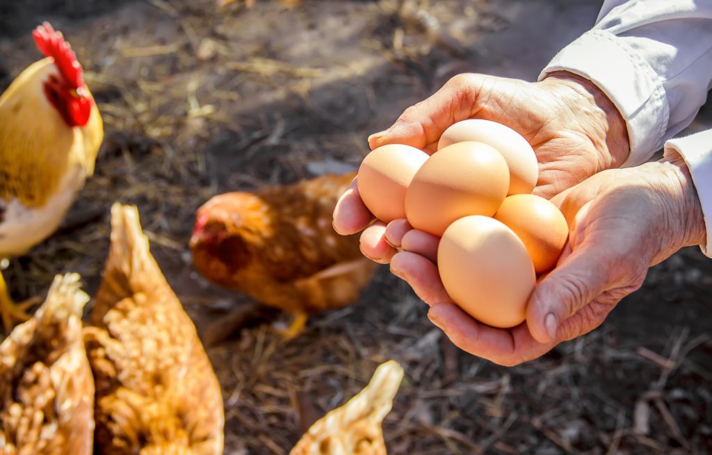 A person holds chicken eggs in her hand with chickens roaming in the background.