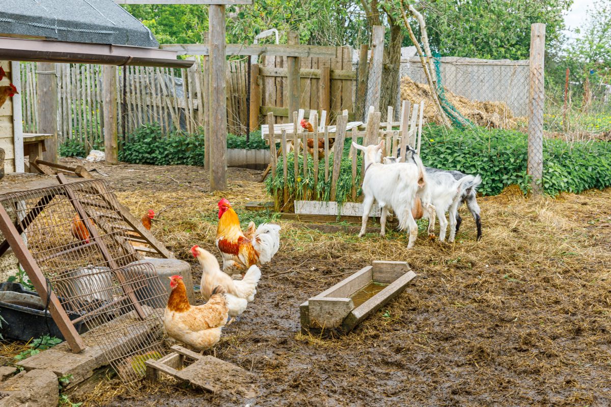 Goats and chickens free-range in a backyard homestead.