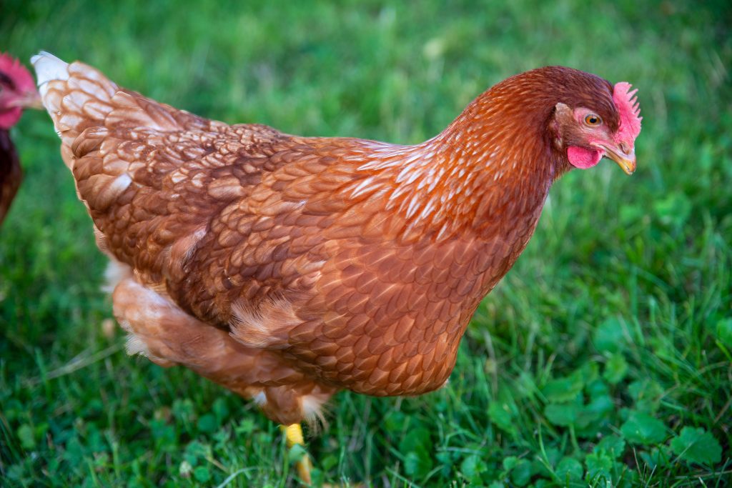 A close-up of a Rhode Island Red chicken in green grass.