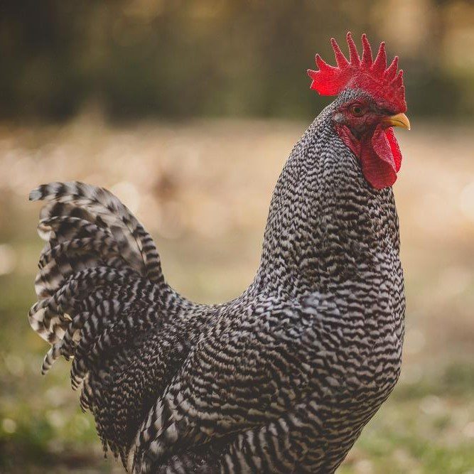 Barred Rock - Image 2
