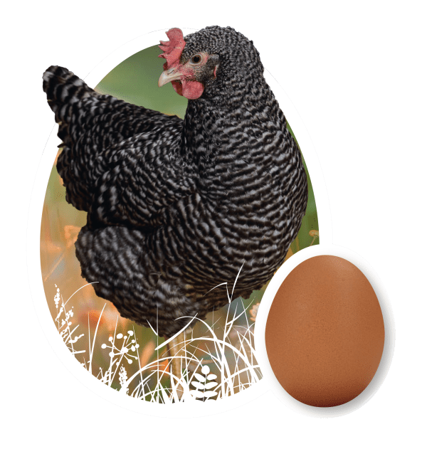 Barred Rock