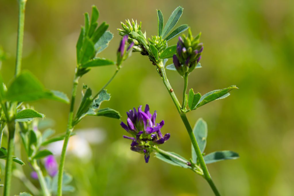 A close-up shot of a popular forage plant: alfalfa.