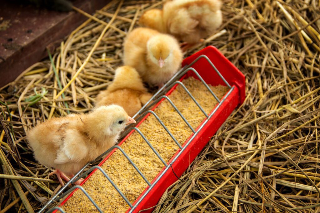 Newborn orange yellow cute little chicks eating food in the tray on straw with the farm background.