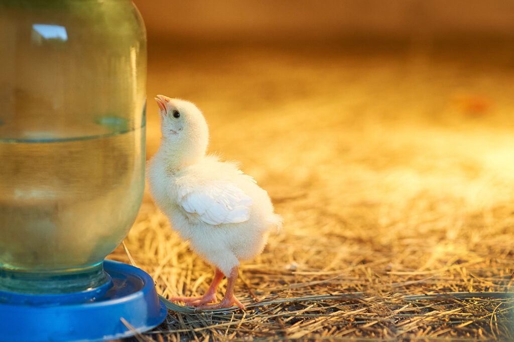 A cheerful chick sipping water in a warm brooder environment.