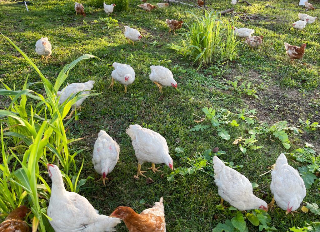 Cornish Cross and Freedom Ranger chicken walking through a green field